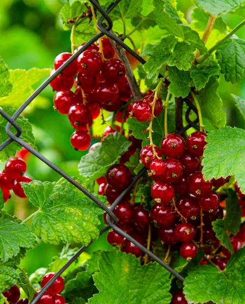 Red Currant Berries Grow Branch Garden Use Berries Home Medicine — Stockfoto