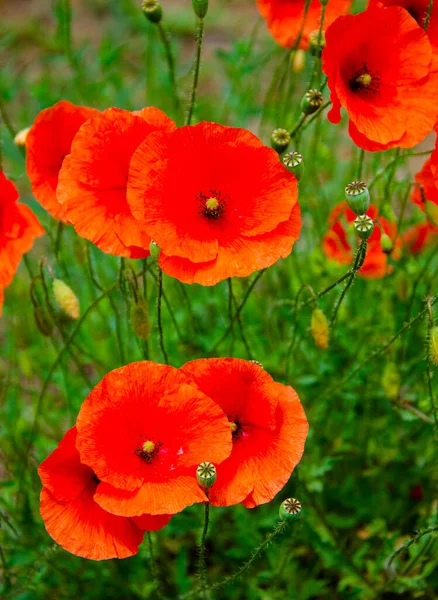 Feld Der Roten Mohnblumen Bei Sonnenuntergang Blume Nahaufnahme Natur Bunte — Stockfoto