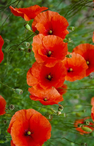 Πεδίο Των Κόκκινων Παπαρούνες Στο Sunset Flower Closeup Φύση Πολύχρωμο — Φωτογραφία Αρχείου