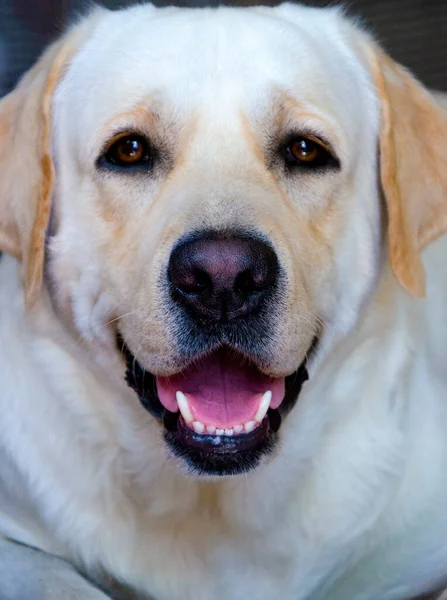 Portrt Psho Plemene Labrador Closeup Smiling Labrador Dog —  Fotos de Stock