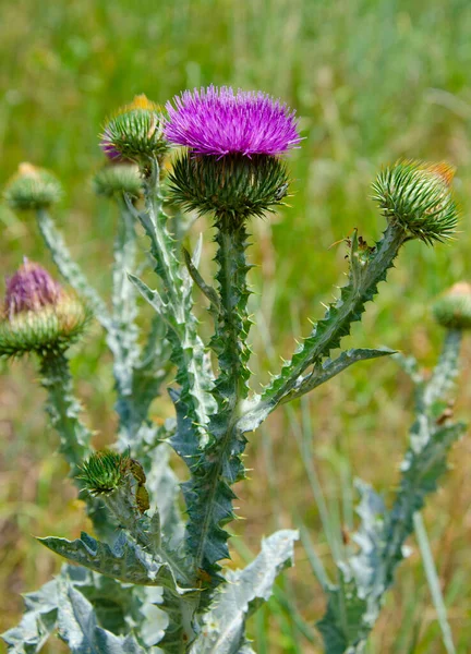 Mariendistelblüten Gesegnete Mariendistelblüten Schließen Kräuterheilmittel Silybum Marianum — Stockfoto