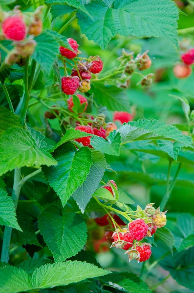 Close Ripe Raspberries Garden Growth Raspberries — ストック写真