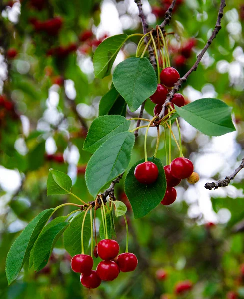 Closeup Ripe Dark Red Cherries Hanging Cherry Branch Ripe Cherries — Stockfoto