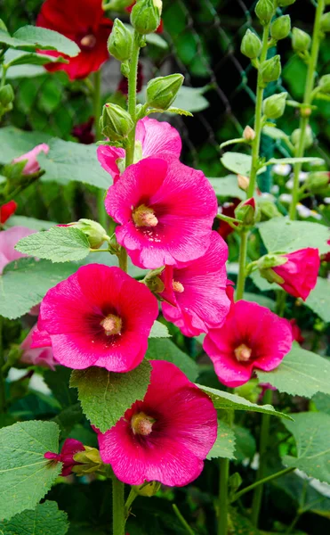 Karmaşık Renklerde Alcea Rosea Güller Güzel Kırmızı Morumsu Güller Günışığı — Stok fotoğraf