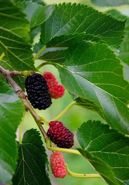 Vrucht Van Zwarte Moerbei Moerbeiboom Zwarte Rode Moerbeien Tak — Stockfoto