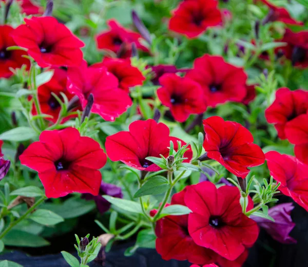 Floral Background Flowers Red Petunia — 图库照片