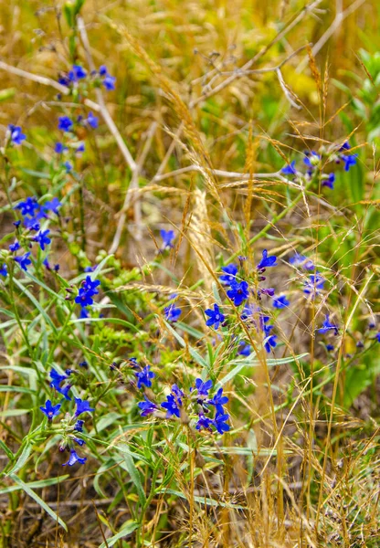 Blumen Background Wild Flowers Spikelets Und Blaue Blumen — Stockfoto