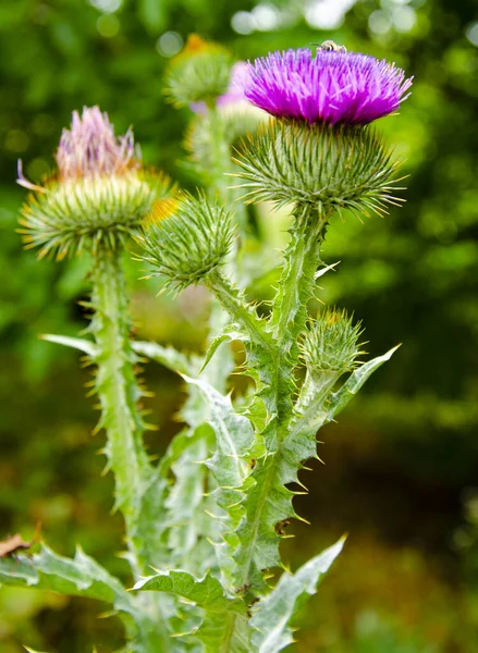 Melk Distel Bloemen Gezegende Melk Distel Bloemen Dicht Silybum Marianum — Stockfoto