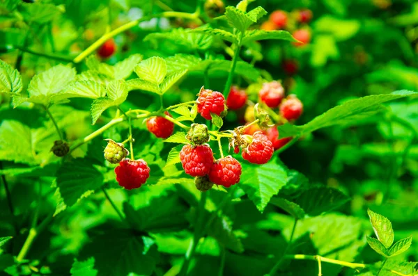 Close Ripe Raspberries Garden Growth Raspberries — Zdjęcie stockowe