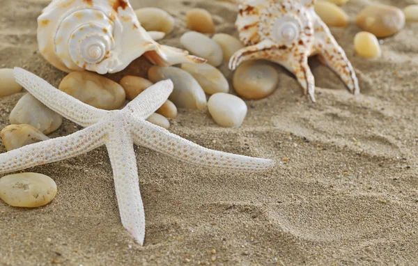 kabukları ve denizyıldızı