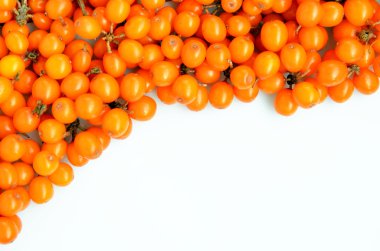 Beyaz bir arka planda seabuckthorn