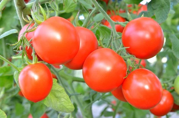 Ripe tomatoes ready to pick — Stock Photo, Image