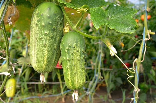 Cucumbers in the garden grow on natural way — Stock Photo, Image
