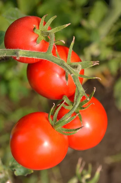 Olgun bahçe domatesleri toplanmaya hazır.
