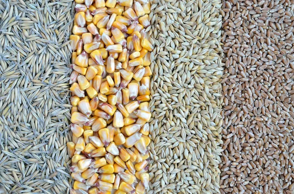 Cereais - aveia, milho, cevada, trigo — Fotografia de Stock