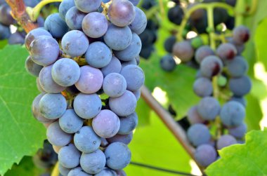 Kırmızı Şaraplık