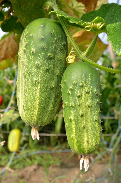 Cucumbers in the garden grow on natural way — Stock Photo, Image