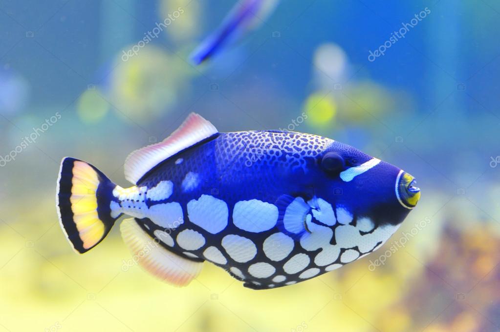 Blue fish aquarium Stock Photo by ©florinoprea1 36212339