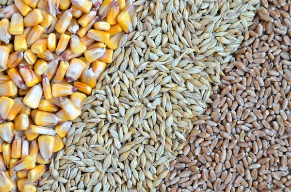 Барвисті зернові насіння як фон — стокове фото