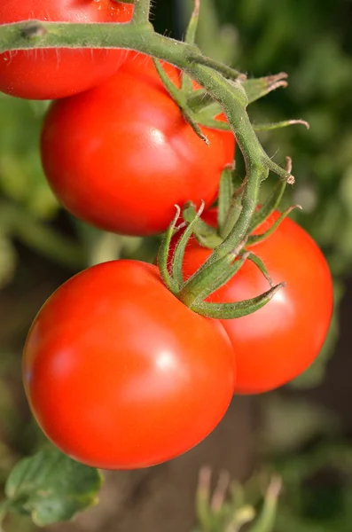 Close up of fresh red tomatoes — Stock Photo, Image