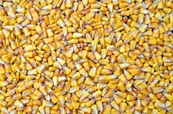 Corn seed texture, agriculture background — Stock Photo, Image