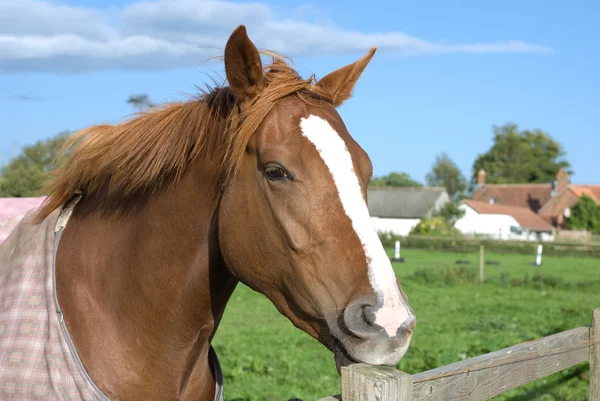 A horse at the fence — Stock Photo, Image