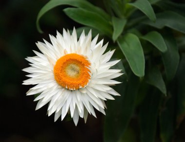 Helipterum