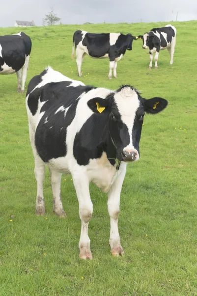Fekete-fehér tehén legelő — Stock Fotó
