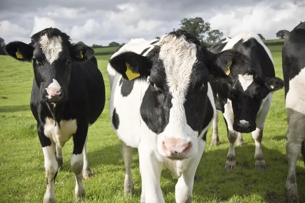 Schwarze und weiße kühe waltshire farm uk — Stockfoto