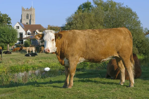 Молочная корова Suffolk UK — стоковое фото