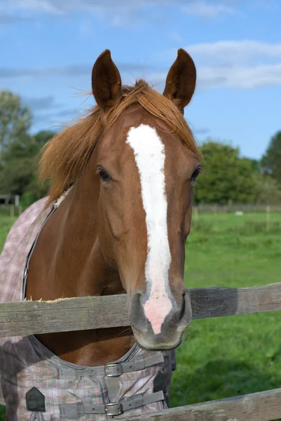 A horse portrait — Stock Photo, Image