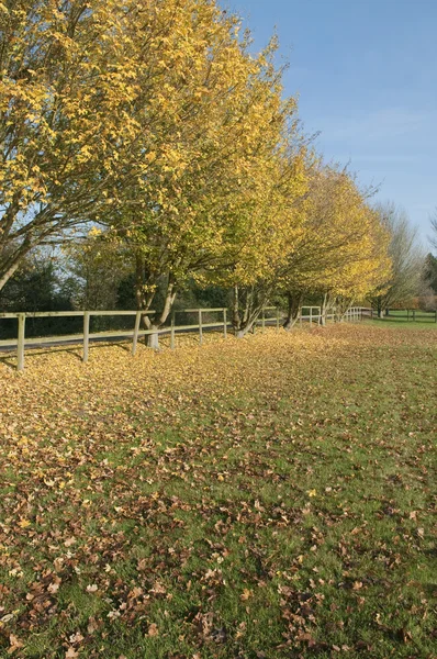 Camino rural de otoño — Foto de Stock