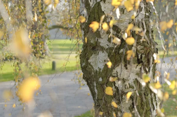 Autumn birch impression — Stock Photo, Image