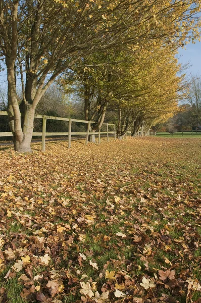 田舎の紅葉 — ストック写真