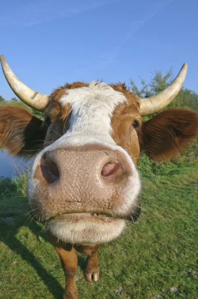 Curious dairy cow — Stock Photo, Image