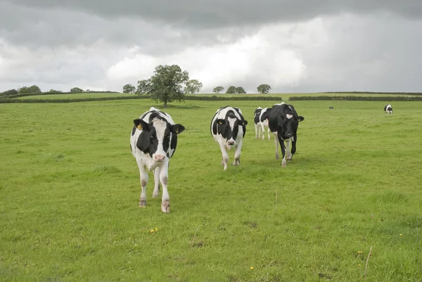 Молочные коровы на пастбище — стоковое фото