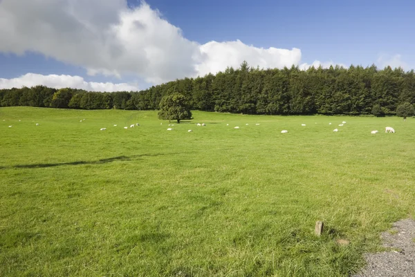 English sheep farm — Stock Photo, Image