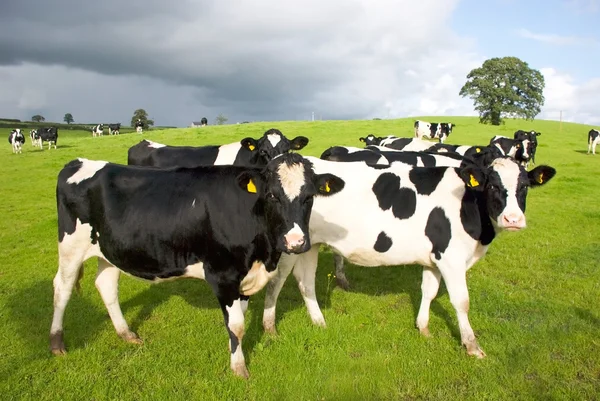 Grupo de vacas pretas e brancas em pastagem — Fotografia de Stock