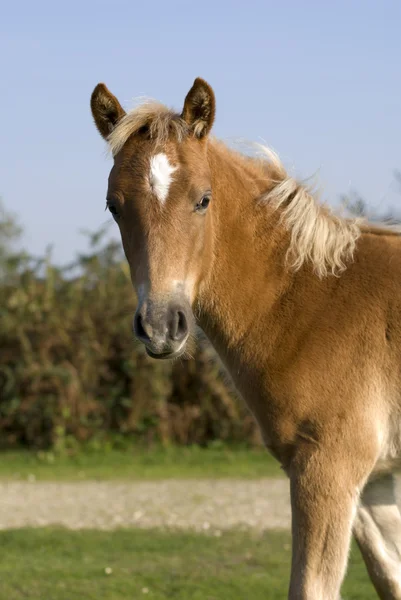 Foal 2, New Forest — Stock Photo, Image