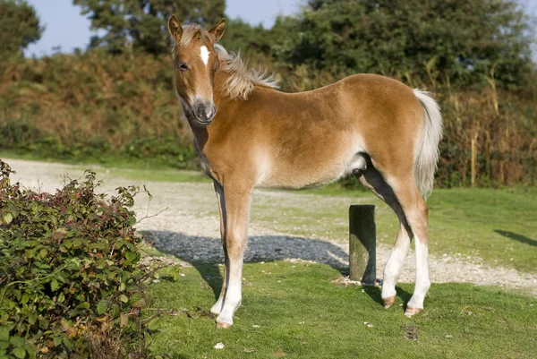 Foal w parku narodowym new forest, Wielka Brytania — Zdjęcie stockowe