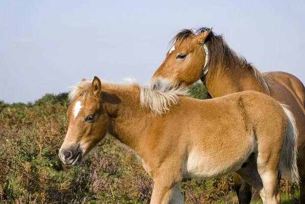 Źrebięta w parku narodowym new forest, Wielka Brytania — Zdjęcie stockowe