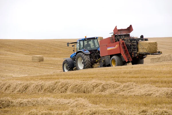 Harvest 3 — Stock Photo, Image