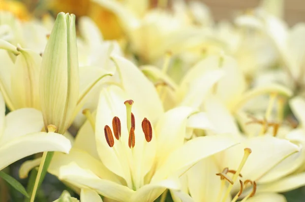 Hybrid lily — Stock Photo, Image