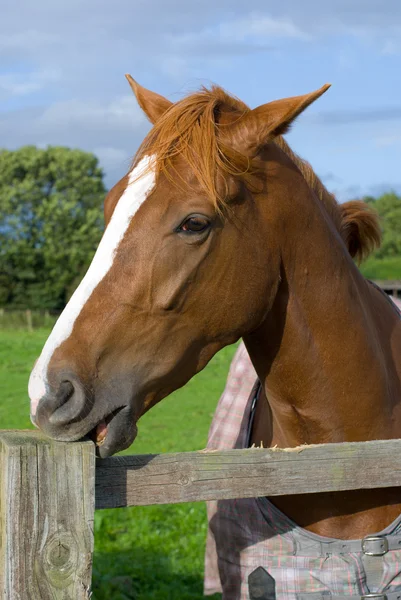 Horse2 — Zdjęcie stockowe