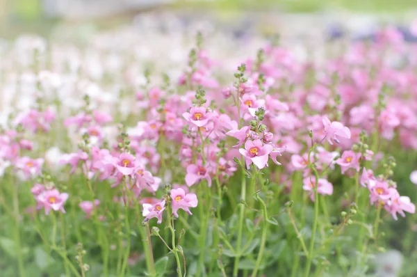 Twinspur 花が咲く ストック写真
