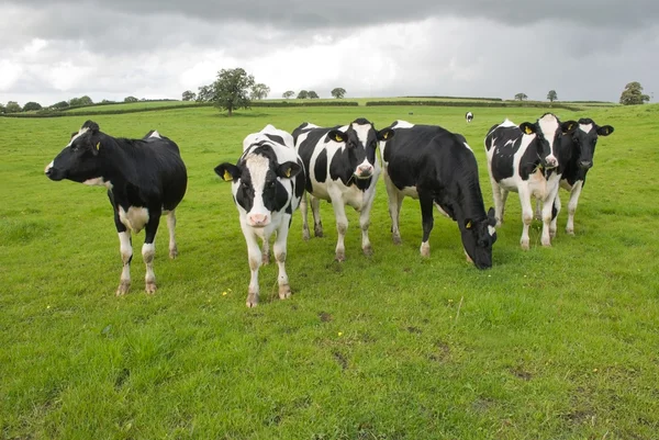 Skupina černé a bílé krávy pastvině Royalty Free Stock Obrázky