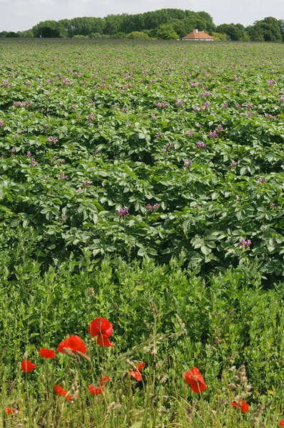 Potato field in Suffolk UK — Stock Photo, Image