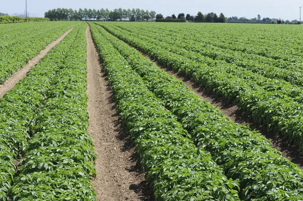 patates alan suffolk İngiltere İngiltere