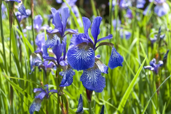 Iris siberiano - Iris sibirica — Foto de Stock