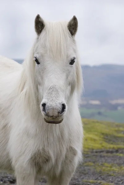 Velšský Pony 3 — Stock fotografie